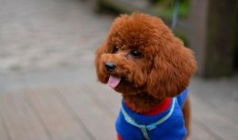 泰迪电影爆料视频大全,揭秘娱乐圈幕后真相