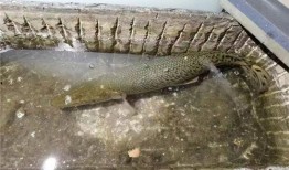 鳄雀鳝最新爆料新闻报道,最新爆料揭示潜在生态危机