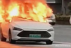 爆料海豚自燃视频大全集,揭秘海豚自燃现象惊悚视频大全