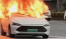 爆料海豚自燃视频大全集,揭秘海豚自燃现象惊悚视频大全