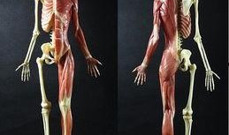 人体模型爆料视频下载,从爆料视频看人体结构奥秘