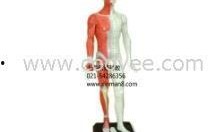 人体模型爆料视频下载,从爆料视频看人体结构奥秘