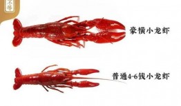 爆料户外小龙虾视频播放,视频曝光烹饪全过程，网友直呼过瘾！
