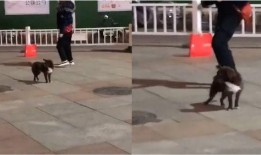 郑州爆料视频完整版,揭秘事件真相与背后故事