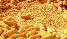 鹭岛爆料玉米肠视频网站